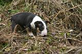 BULL TERRIER MINIATURE 243